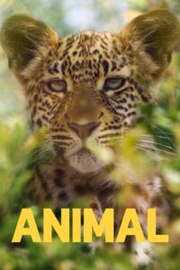Animal 2021-2022 Netflix Web Series Season 1-2 All Episodes Download Dual Audio Hindi Eng | NF WEB-DL 1080p 720p & 480p